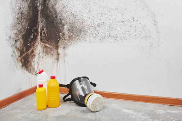 Best Mold Remediation  in Soulsbyville, CA