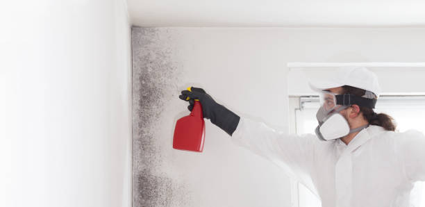 Best Same-Day Mold Removal  in Soulsbyville, CA