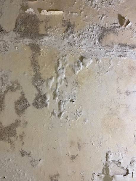 Best Certified Mold Removal  in Soulsbyville, CA