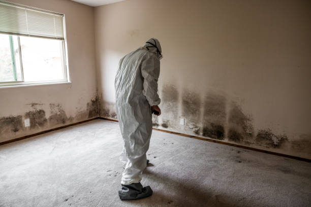 Best Home Mold Removal  in Soulsbyville, CA