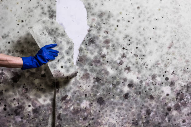 Best Mold Removal Specialists  in Soulsbyville, CA