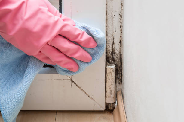 Best Best Mold Removal Companies  in Soulsbyville, CA